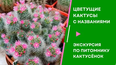 Кактусы: как растить, ухаживать и использовать в декоре | myDecor