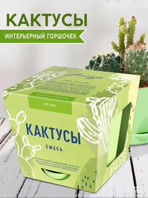 Комнатное растение \"Кактус Зизиб\" купить по низкой цене | \"Кактус Зизиб\" в  интернет-магазине kashpo.store