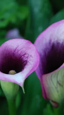 Wallpaper Calla, 5k, 4k wallpaper, flowers, purple, Nature #5482