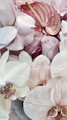 Pin by Debbie Kanoyan on Floral | Flower aesthetic, Orchid wallpaper,  Flower wallpaper