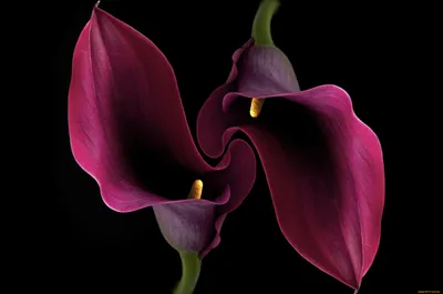 Beautiful flowers, Calla lily, Amazing flowers