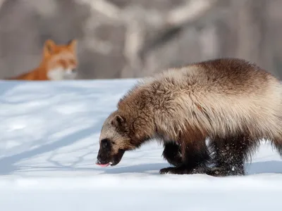 Вулканы Мутновский, Горелый и Толбачик — Классическая Камчатка