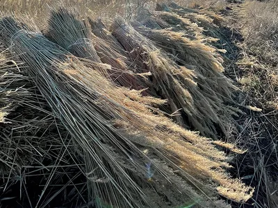 Купить Scirpus tabernaemontani Zebrinus (Камыш Зебринус), купить камыш  Зебрина, водные растения