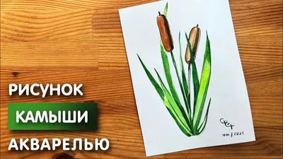 Сухоцветы Камыш, 70 см, 250 гр, 15 шт купить по выгодной цене в  интернет-магазине OZON (841934230)