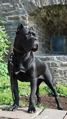 Cane Corso Phone Wallpaper - Mobile Abyss