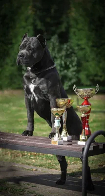 Кане корсо Cane Corso | Кане корсо, Корс, Канны