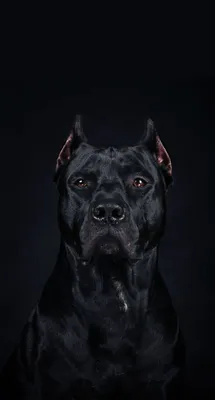 Cane Corso Phone Wallpapers - Wallpaper Cave