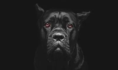 Пин от пользователя Rigo на доске Awesome Canes. Кане корсо, Собаки,  Животные, Black Cane Corso HD wallpaper | Pxfuel