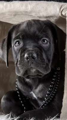 Wallpaper Cane Corso Dogs Black Wicker basket animal 1080x1920