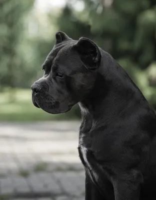 Кане Корсо cane corso | Кане корсо, Фотографии собак, Большие собаки