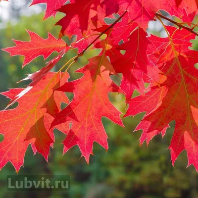 Логотип дуба Oak Изолированное дубовое дерево на белом фоне Иллюстрация  вектора - иллюстрации насчитывающей битумного, знак: 165465007