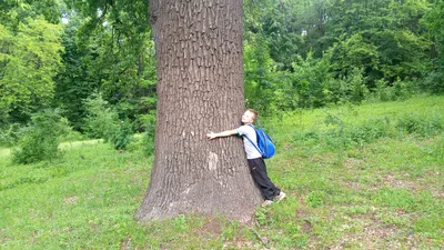 Дуб Quercus rubra можно купить недорого с доставкой в питомнике Любвитский