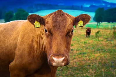 Обои с коровами | Корова | Cow wallpapers | Cow | 🐮 | 🐄 | Животные, Коровы,  Фотографии животных