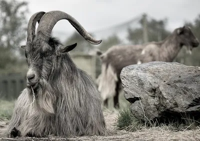 Камерунская коза (Capra hircus) — Зоопарк «Лимпопо» г. Нижний Новгород –  Нижегородский зоопарк