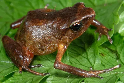 Лягушка-бык - Lithobates catesbeianus (M)