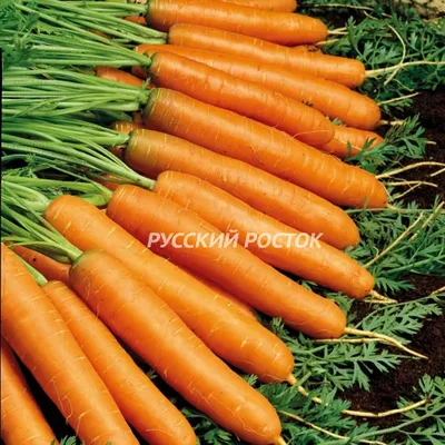 Как и сколько времени правильно варить морковь в кастрюле, мультиварке и  микроволновке : Еда: Из жизни: Lenta.ru