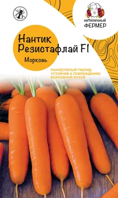 Морковь (лат. Daucus carota subsp. sativus) – тема научной статьи по наукам  о здоровье читайте бесплатно текст научно-исследовательской работы в  электронной библиотеке КиберЛенинка