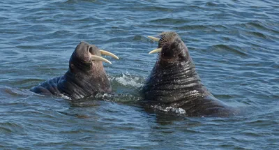 24 ноября – День моржа. Что мы знаем про клыкастых гигантов Арктики?