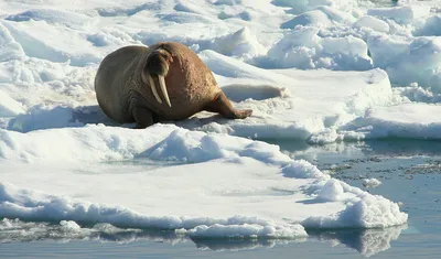 🌊 24 ноября — День Моржа! 🦭 Размер взрослого моржа может достигать до 3,5  метров в длину, а вес до 1,5 тонн... | ВКонтакте