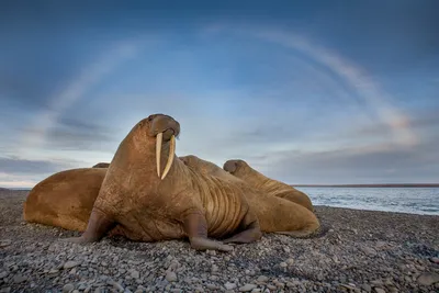 Морж (Odobenus rosmarus)