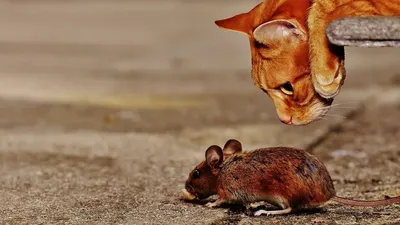 Мышки из сказки — Свердловский областной краеведческий музей имени О.Е.  Клера