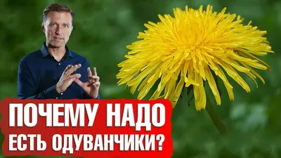 Лечебные свойства одуванчика. Одуванчик - самый полезный сорняк в мире💥 -  YouTube