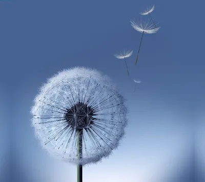 Одуванчик | Dandelion wallpaper, Galaxy s3 wallpaper, Samsung galaxy  wallpaper