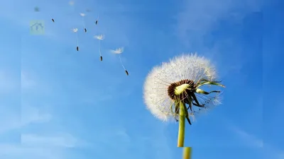 Одуванчик корейский (Taraxacum coreanum) - PictureThis