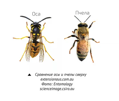 Осы и шершни – враги или друзья человека | Личный опыт (Огород.ru)