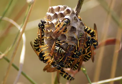 Общественные осы (Hymenoptera: Vespidae) Чувашии - The social wasps  (Hymenoptera: Vespidae) of the Chuvash Republic, Russia