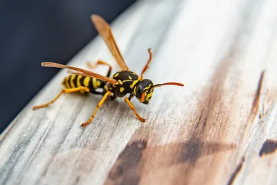 Общественные осы (Hymenoptera: Vespidae) Чувашии - The social wasps  (Hymenoptera: Vespidae) of the Chuvash Republic, Russia