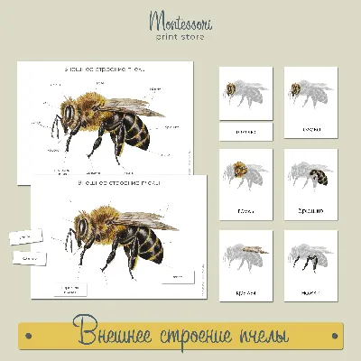 Humble Bee Bio использует пчел для создания биопластика