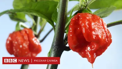 Перец красный стручковый, 15 г - Собака на мясе