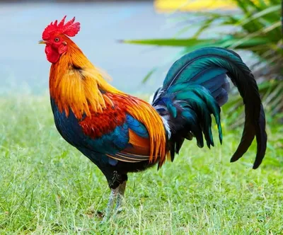 нарисовать петуха пошагово | Bird drawings, Rooster art, Chicken art