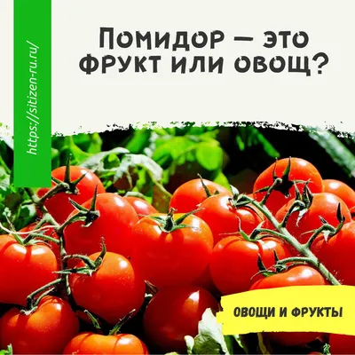 Самый большой в России помидор вырастили в Красноярском крае - Газета.Ru |  Новости