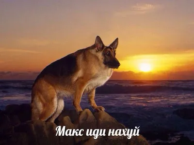 макс иди нахуй | Tame animals, Animals, Image memes