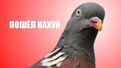 Голубь ... пошёл нахуй !!! - YouTube