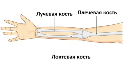 Прокладыв Руку Помощи — стоковые фотографии и другие картинки Рука помощи -  Рука помощи, Поддержка, Помощь - iStock