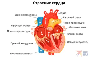 Сердце: как болит, где находится, строение, функции