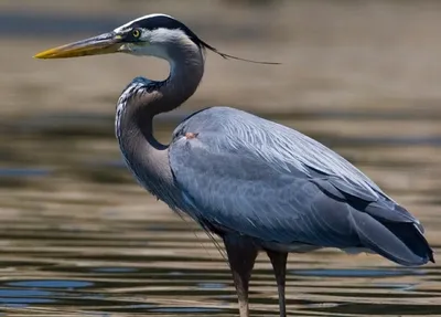 Белобрюхая цапля - eBird