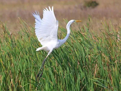 цапля ardea cinerea серая стоковое изображение. изображение насчитывающей  рыболовство - 12563413