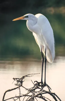 Серая цапля, Ardea Cinerea, летая, Женева, Швейцария Стоковое Фото -  изображение насчитывающей природа, водоплавающих: 101832816