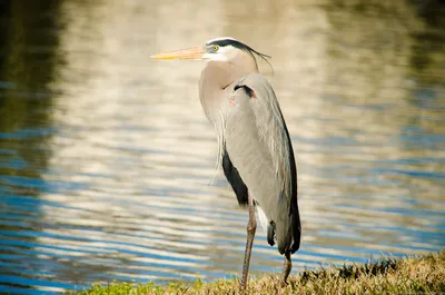 Серая цапля / Ardea cinerea / Grey heron / Сива чапла / Gr… | Flickr