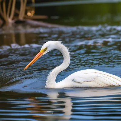 Американская белая цапля (Snowy egret ) | Fedor | Flickr