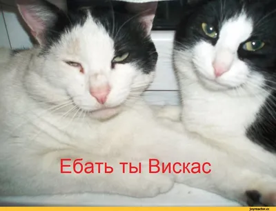 Если тебе что-то не нравится, это не значит, что ты лох». Учимся  воспитывать у детей собственный вкус, а не навязывать свой — Meduza