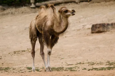 Двугорбый верблюд (Camelus bactrianus) (ferus) — Зоопарк «Лимпопо» г.  Нижний Новгород – Нижегородский зоопарк