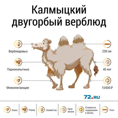 Крупным Планом Верблюда — стоковые фотографии и другие картинки Без людей -  Без людей, Верблюд, Голова - iStock