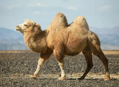 Портрет Черного Верблюда — стоковые фотографии и другие картинки Liwa  Desert - Liwa Desert, Абу-Даби, Аравия - iStock