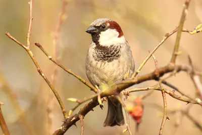 Домовый воробей (Passer domesticus)