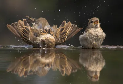 Международный день воробья World Sparrow Day - Праздник